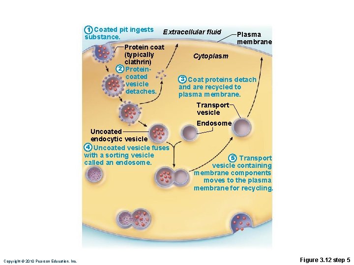 1 Coated pit ingests substance. Extracellular fluid Protein coat (typically clathrin) 2 Proteincoated vesicle