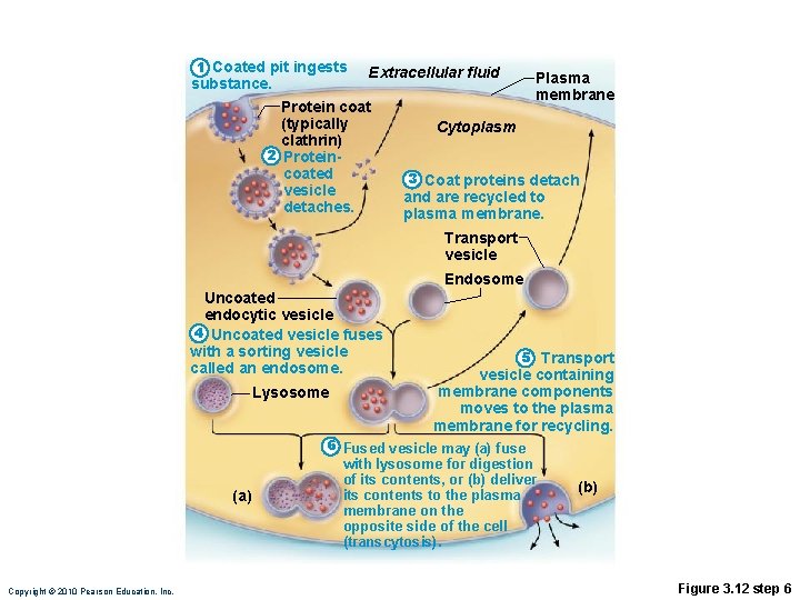 1 Coated pit ingests substance. Extracellular fluid Protein coat (typically clathrin) 2 Proteincoated vesicle