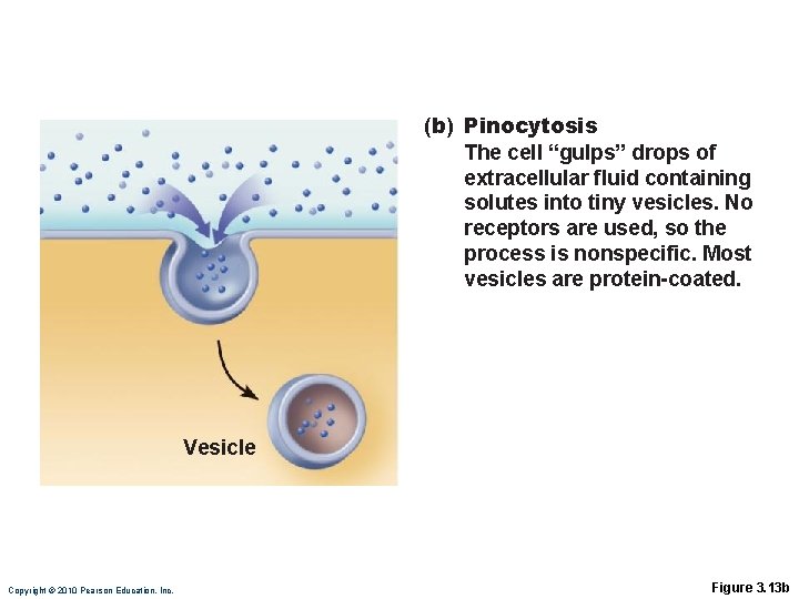 (b) Pinocytosis The cell “gulps” drops of extracellular fluid containing solutes into tiny vesicles.