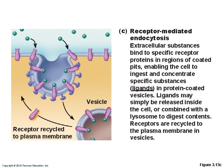 Vesicle Receptor recycled to plasma membrane Copyright © 2010 Pearson Education, Inc. (c) Receptor-mediated