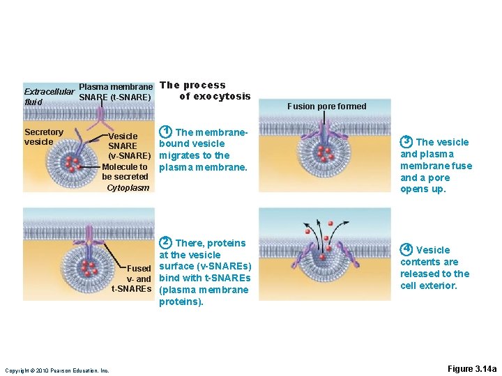 Plasma membrane The process Extracellular of exocytosis SNARE (t-SNARE) fluid Secretory vesicle 1 The