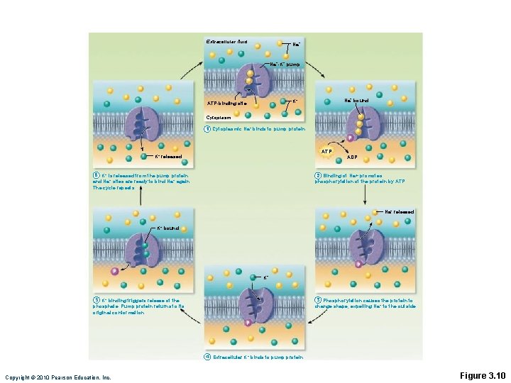 Extracellular fluid Na+-K+ pump Na+ bound K+ ATP-binding site Cytoplasm 1 Cytoplasmic Na+ binds