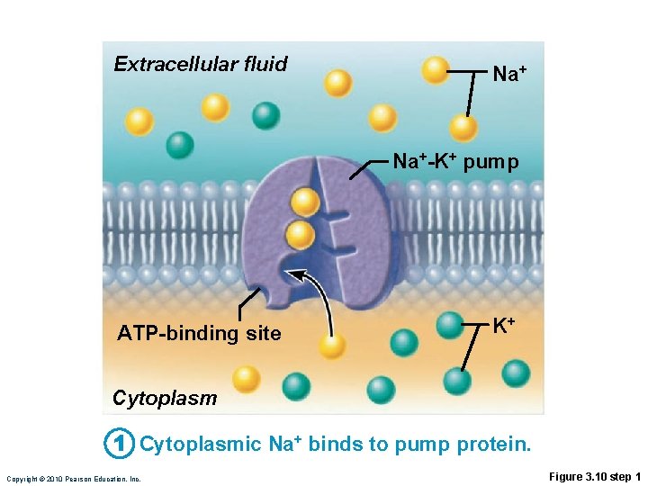 Extracellular fluid Na+-K+ pump ATP-binding site K+ Cytoplasm 1 Cytoplasmic Na+ binds to pump
