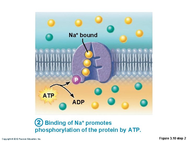 Na+ bound P ATP ADP 2 Binding of Na+ promotes phosphorylation of the protein