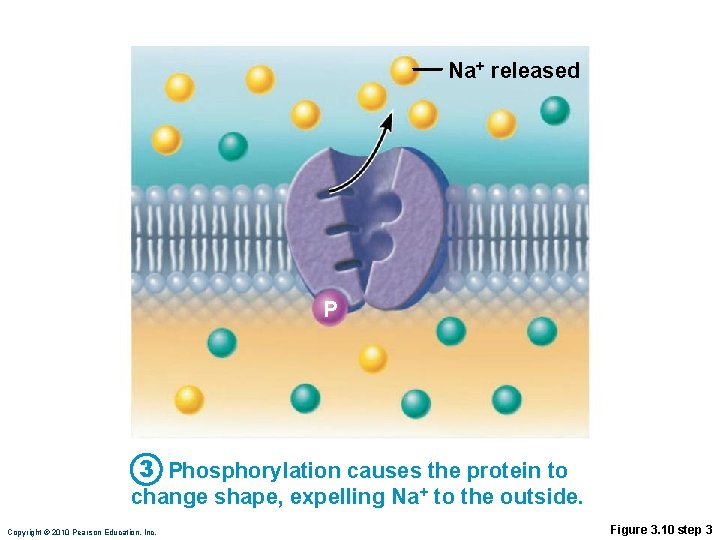 Na+ released P 3 Phosphorylation causes the protein to change shape, expelling Na+ to