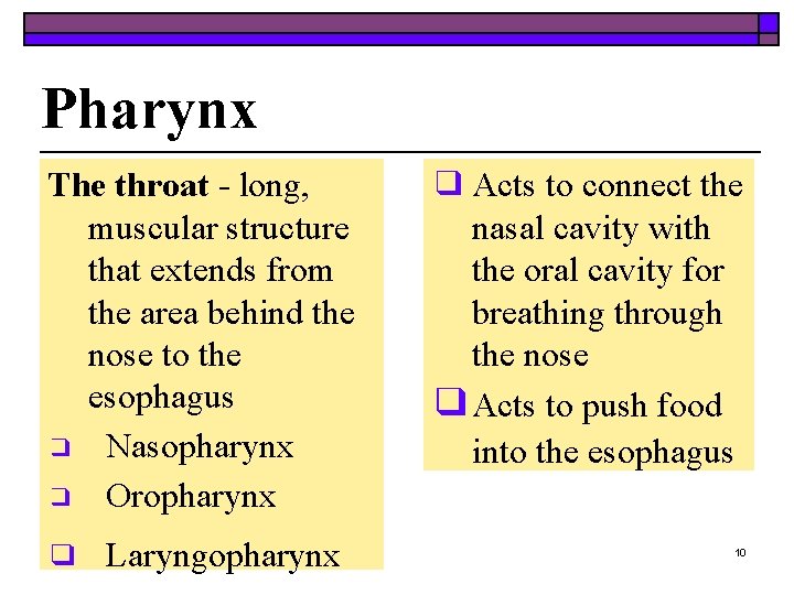 Pharynx The throat - long, muscular structure that extends from the area behind the