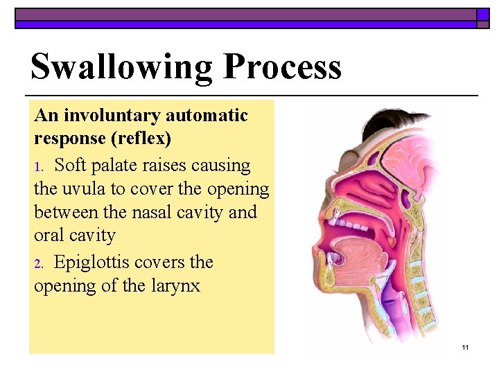 Swallowing Process An involuntary automatic response (reflex) 1. Soft palate raises causing the uvula