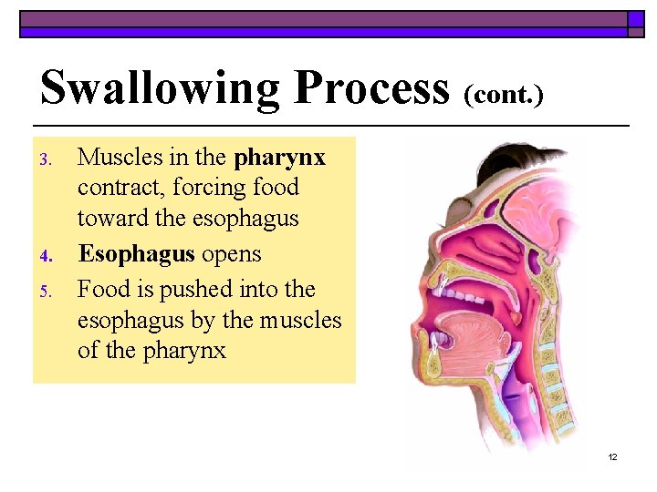 Swallowing Process (cont. ) 3. 4. 5. Muscles in the pharynx contract, forcing food