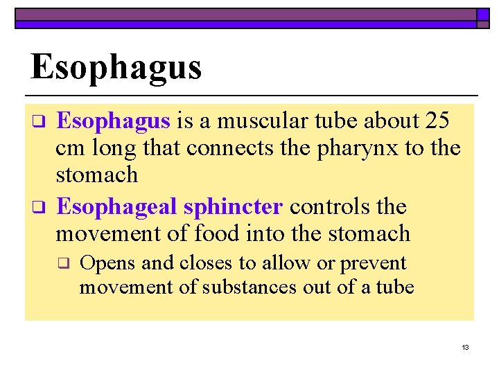 Esophagus ❑ ❑ Esophagus is a muscular tube about 25 cm long that connects