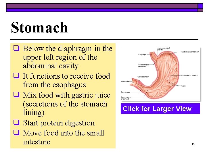 Stomach ❑ Below the diaphragm in the upper left region of the abdominal cavity