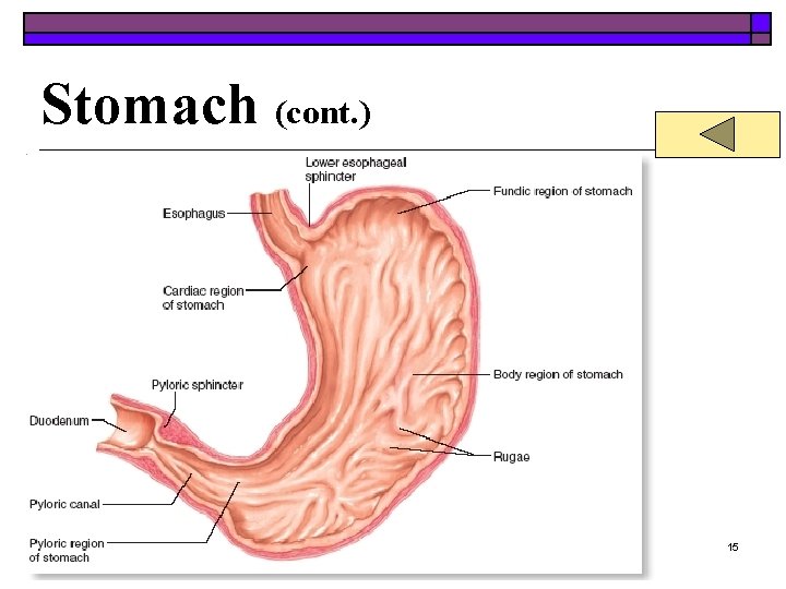 Stomach (cont. ) 15 