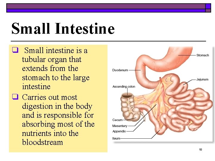 Small Intestine ❑ Small intestine is a tubular organ that extends from the stomach
