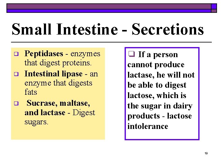 Small Intestine - Secretions ❑ ❑ ❑ Peptidases - enzymes that digest proteins. Intestinal