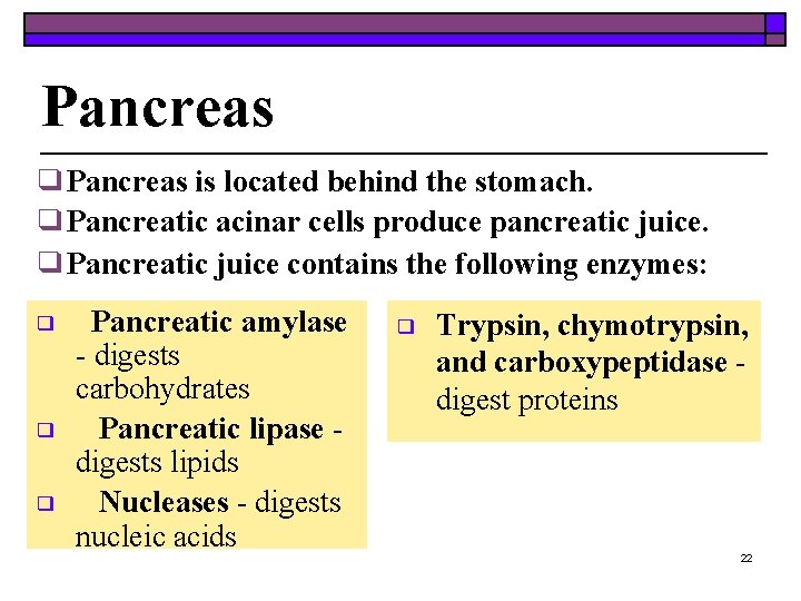 Pancreas ❑Pancreas is located behind the stomach. ❑Pancreatic acinar cells produce pancreatic juice. ❑Pancreatic