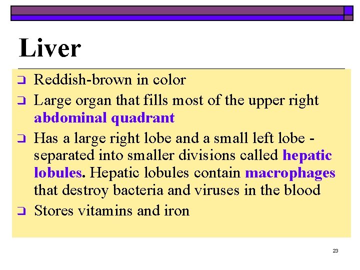 Liver ❑ ❑ Reddish-brown in color Large organ that fills most of the upper