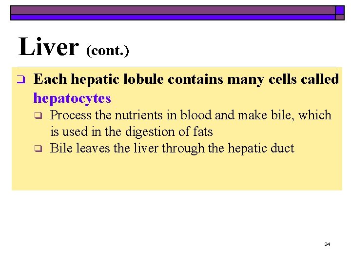 Liver (cont. ) ❑ Each hepatic lobule contains many cells called hepatocytes ❑ ❑