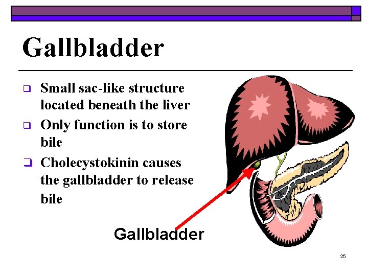 Gallbladder Small sac-like structure located beneath the liver ❑ Only function is to store