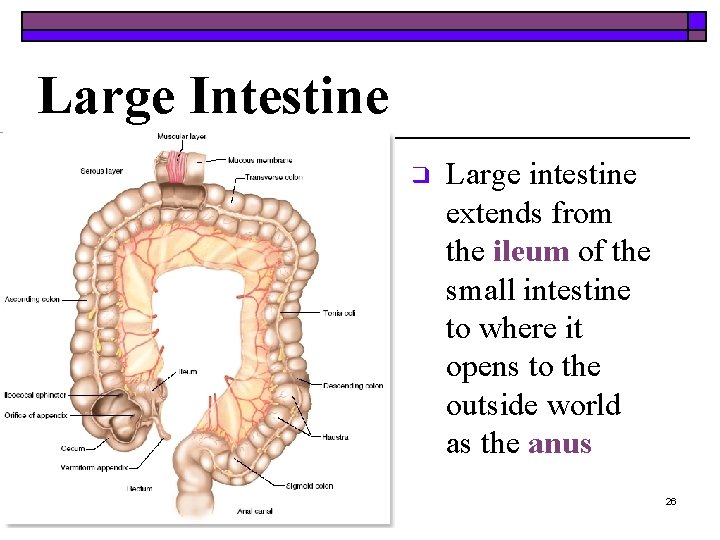 Large Intestine ❑ Large intestine extends from the ileum of the small intestine to