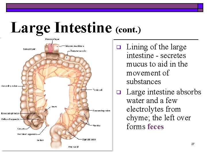 Large Intestine (cont. ) ❑ ❑ Lining of the large intestine - secretes mucus