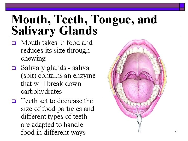 Mouth, Teeth, Tongue, and Salivary Glands ❑ ❑ ❑ Mouth takes in food and