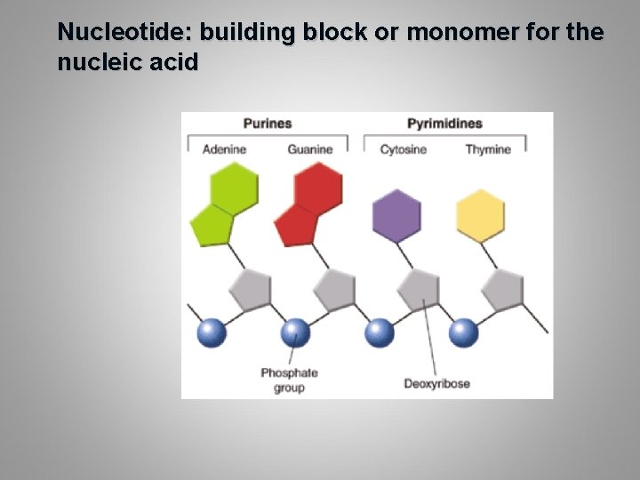 Nucleotide: building block or monomer for the nucleic acid 