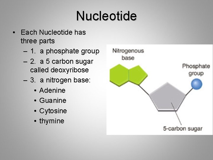 Nucleotide • Each Nucleotide has three parts – 1. a phosphate group – 2.