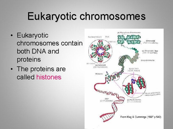 Eukaryotic chromosomes • Eukaryotic chromosomes contain both DNA and proteins • The proteins are