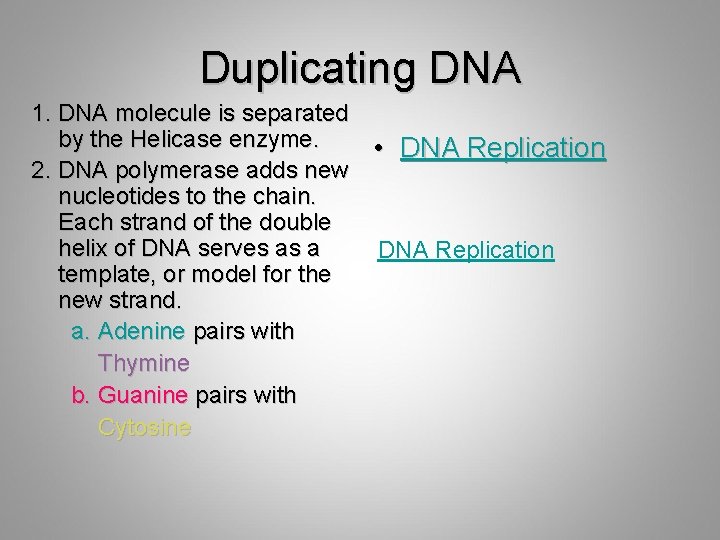 Duplicating DNA 1. DNA molecule is separated by the Helicase enzyme. • DNA Replication
