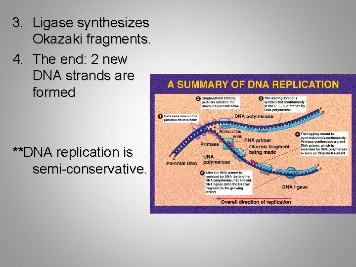 3. Ligase synthesizes Okazaki fragments. 4. The end: 2 new DNA strands are formed