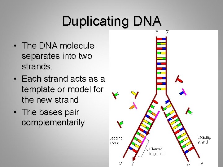 Duplicating DNA • The DNA molecule separates into two strands. • Each strand acts