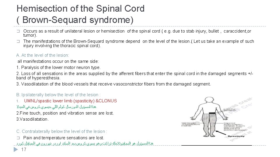 Hemisection of the Spinal Cord ( Brown-Sequard syndrome) � � Occurs as a result