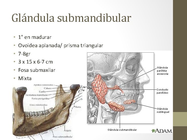 Glándula submandibular • • • 1° en madurar Ovoidea aplanada/ prisma triangular 7 -8