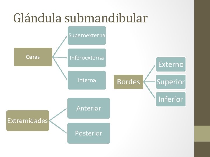 Glándula submandibular Superoexterna Caras Inferoexterna Interna Anterior Extremidades Posterior Externo Bordes Superior Inferior 