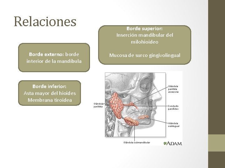 Relaciones Borde externo: borde interior de la mandíbula Borde inferior: Asta mayor del hioides