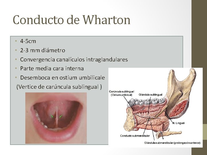 Conducto de Wharton • 4 -5 cm • 2 -3 mm diámetro • Convergencia