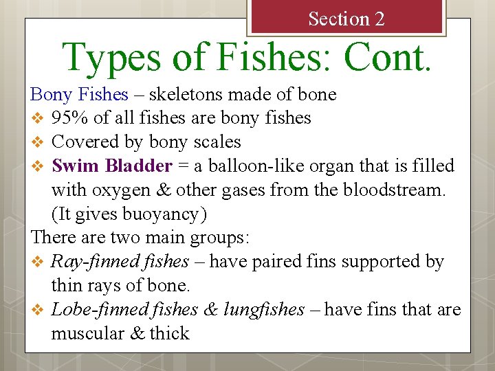 Section 2 Types of Fishes: Cont. Bony Fishes – skeletons made of bone v
