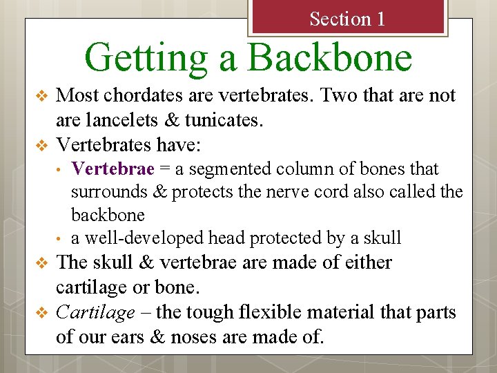 Section 1 Getting a Backbone v v Most chordates are vertebrates. Two that are