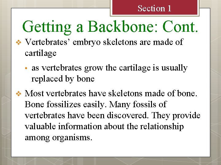 Section 1 Getting a Backbone: Cont. v Vertebrates’ embryo skeletons are made of cartilage