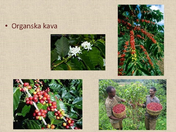  • Organska kava 