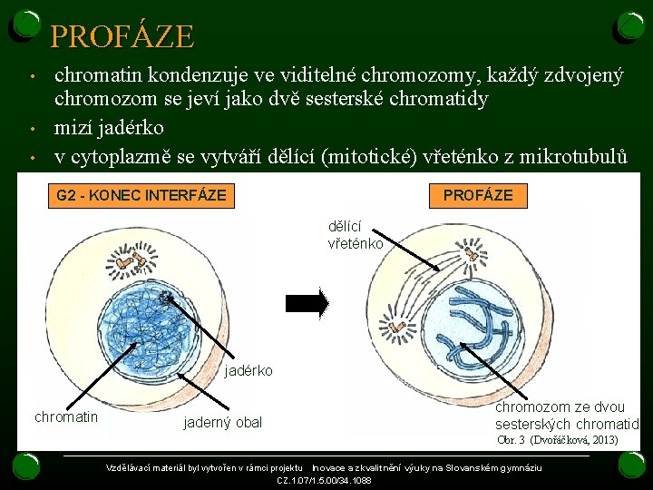 PROFÁZE • • • chromatin kondenzuje ve viditelné chromozomy, každý zdvojený chromozom se jeví PROFÁZE • • • chromatin kondenzuje ve viditelné chromozomy, každý zdvojený chromozom se jeví
