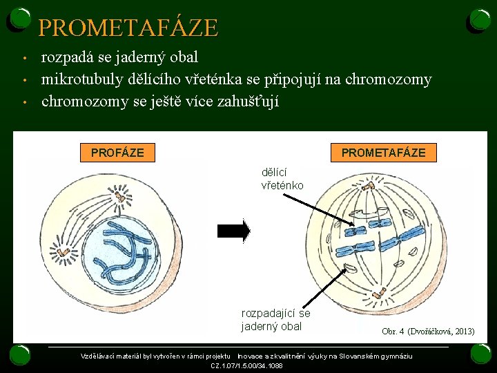 PROMETAFÁZE • • • rozpadá se jaderný obal mikrotubuly dělícího vřeténka se připojují na PROMETAFÁZE • • • rozpadá se jaderný obal mikrotubuly dělícího vřeténka se připojují na