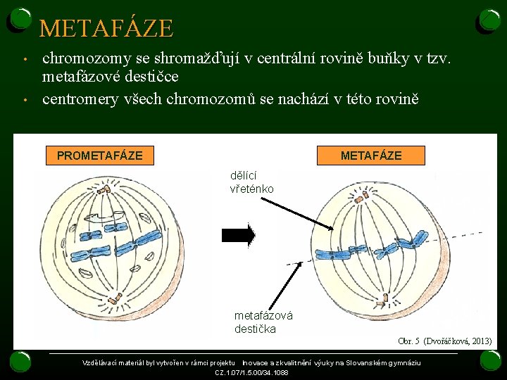 METAFÁZE • • chromozomy se shromažďují v centrální rovině buňky v tzv. metafázové destičce