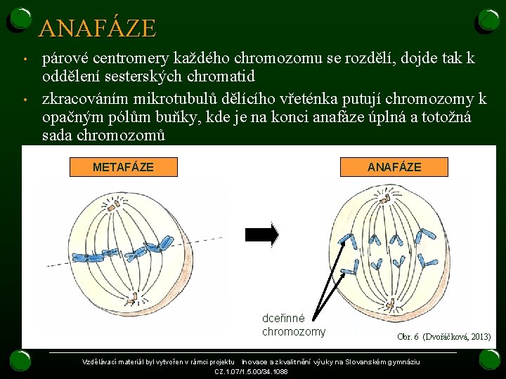 ANAFÁZE • • párové centromery každého chromozomu se rozdělí, dojde tak k oddělení sesterských