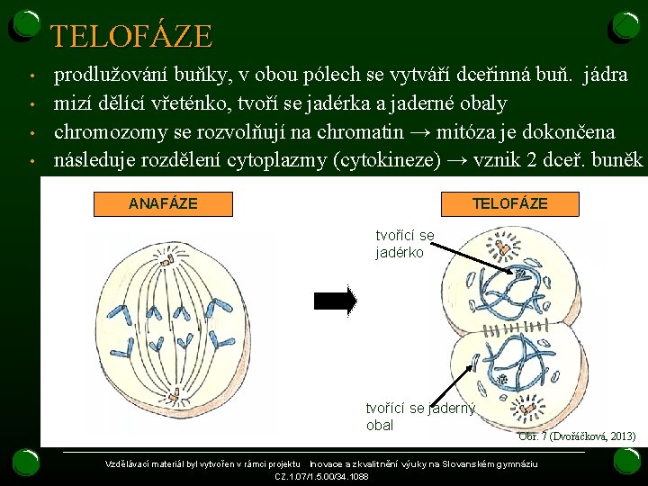 TELOFÁZE • • prodlužování buňky, v obou pólech se vytváří dceřinná buň. jádra mizí TELOFÁZE • • prodlužování buňky, v obou pólech se vytváří dceřinná buň. jádra mizí