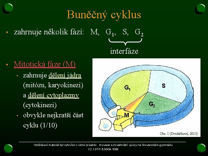 Buněčný cyklus • zahrnuje několik fází: M, G 1, S, G 2 interfáze •