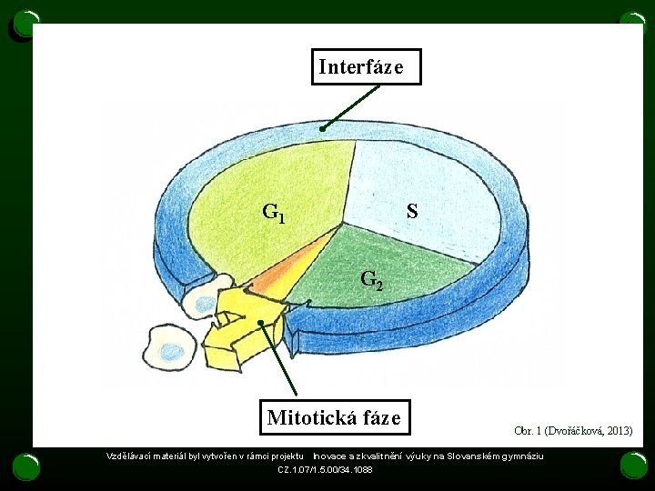 Interfáze G 1 S G 2 Mitotická fáze Obr. 1 (Dvořáčková, 2013) Vzdělávací materiál Interfáze G 1 S G 2 Mitotická fáze Obr. 1 (Dvořáčková, 2013) Vzdělávací materiál