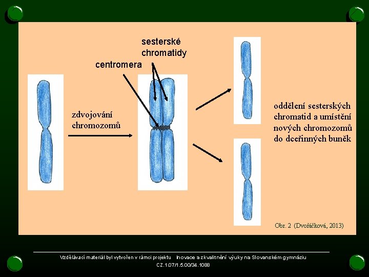 sesterské chromatidy centromera zdvojování chromozomů oddělení sesterských chromatid a umístění nových chromozomů do dceřinných