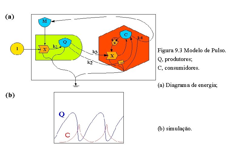 Figura 9. 3 Modelo de Pulso. Q, produtores; C, consumidores. (a) Diagrama de energia; Figura 9. 3 Modelo de Pulso. Q, produtores; C, consumidores. (a) Diagrama de energia;