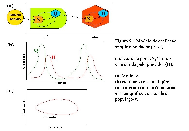 Figura 9. 1 Modelo de oscilação simples: predador-presa, mostrando a presa (Q) sendo consumida Figura 9. 1 Modelo de oscilação simples: predador-presa, mostrando a presa (Q) sendo consumida