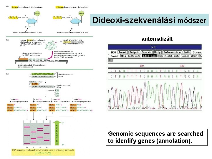 Dideoxi-szekvenálási módszer automatizált Genomic sequences are searched to identify genes (annotation). 